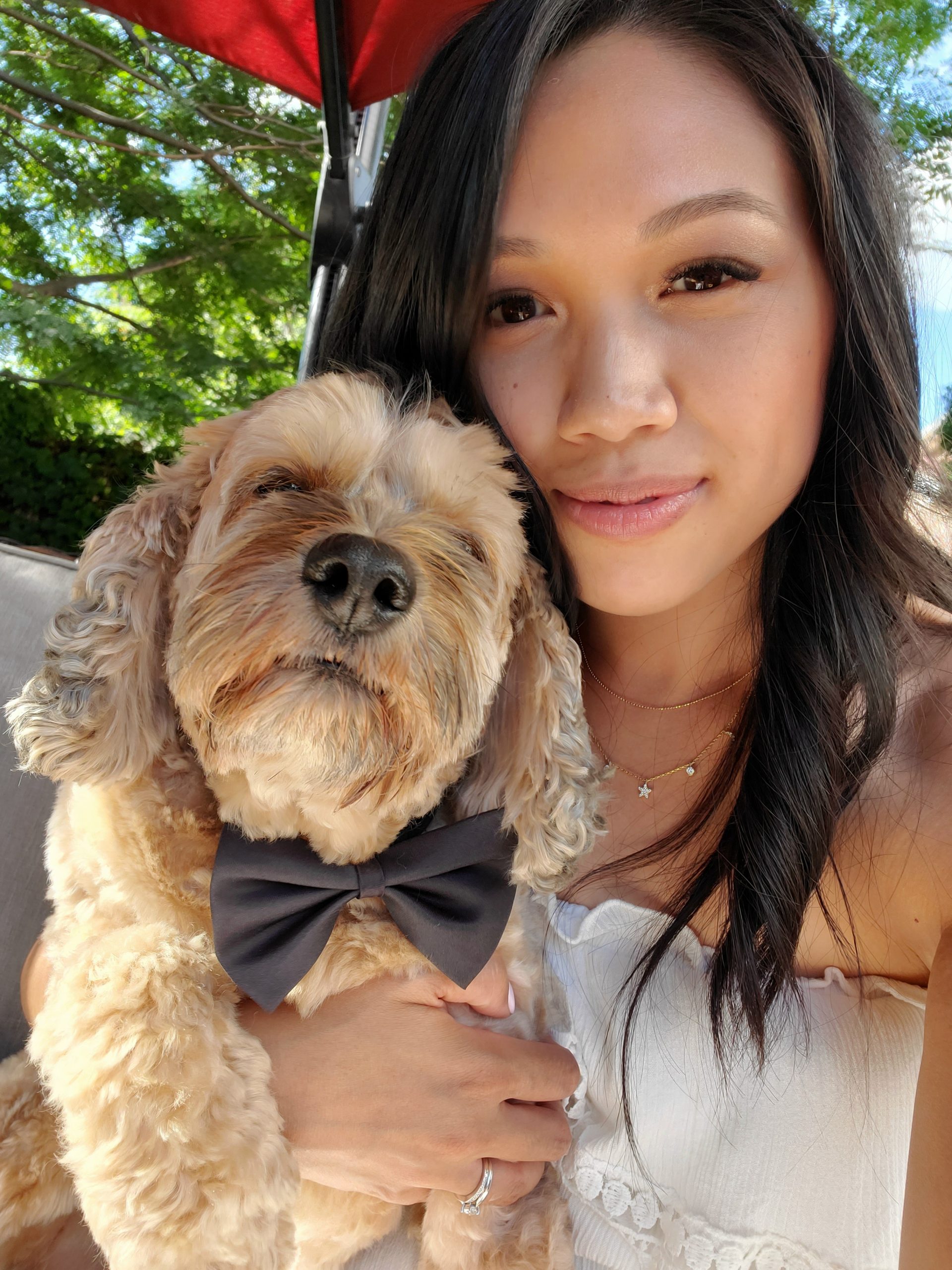 Groomers Best Dog Grooming Salon in Ajax, Ontario, Pup Care by Dani Pup